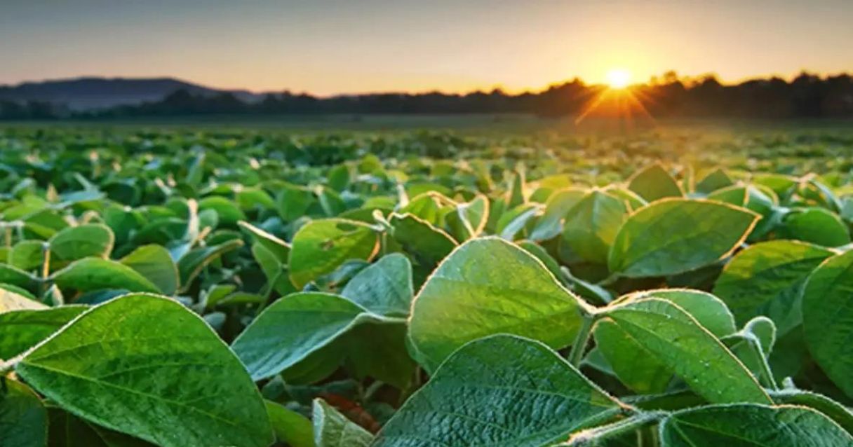 Blog conecta.ag |9 dicas para garantir o cuidado com as sementes de soja