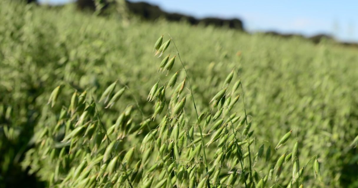 Blog conecta.ag | Aveia Estudo de Zoneamento Agrícola