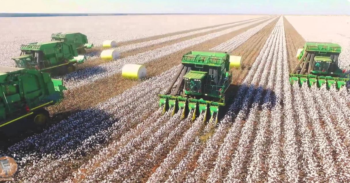Blog conecta.ag |Brasil tem vários tipos de algodão sendo produzidos e sustentabilidade se destaca no setor