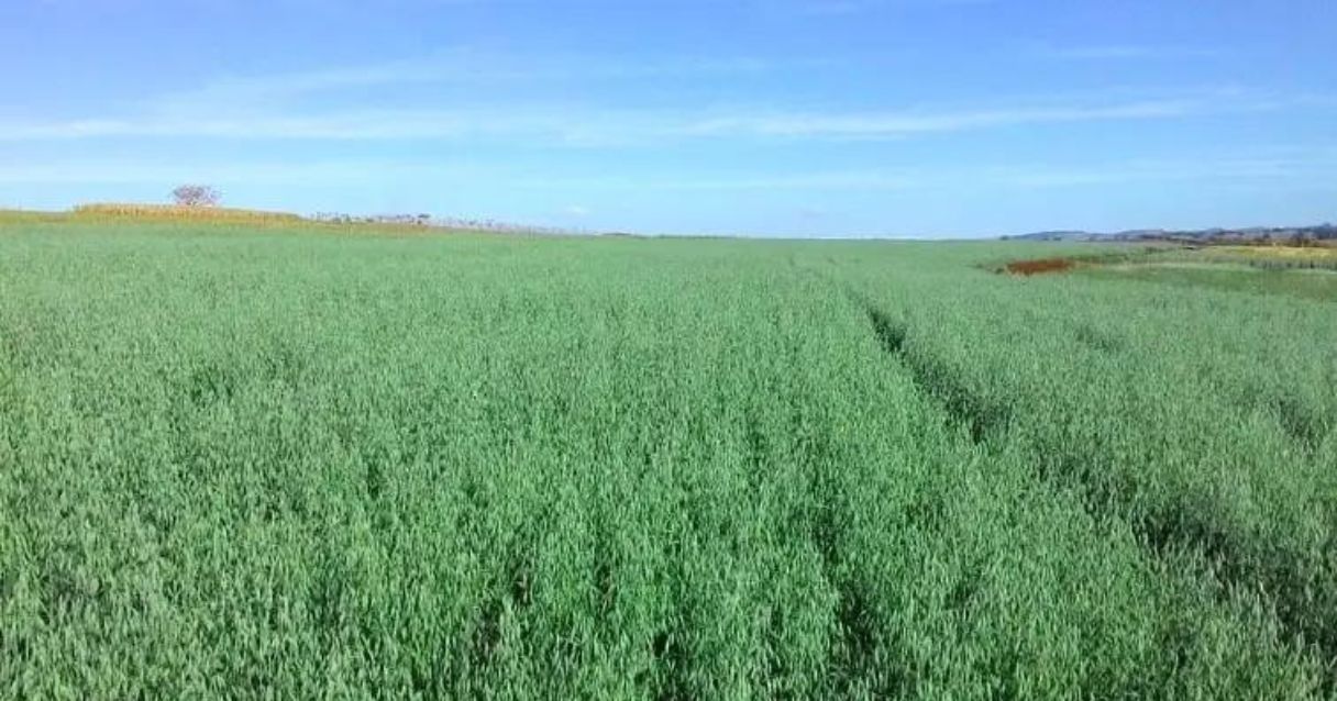 Campo amplo de plantação de aveia