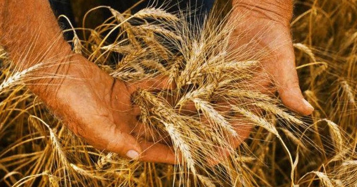 Blog conecta.ag | Emater projeta aumento de 32% na produtividade de trigo