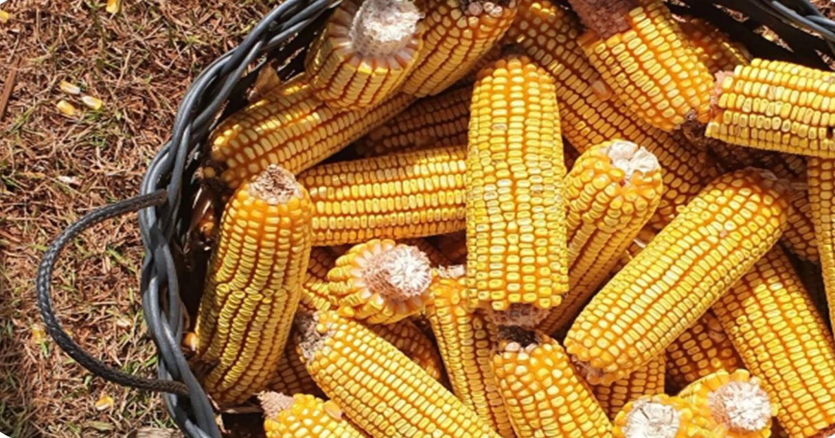 Blog conecta.ag |Exportação de milho vai a 5,1 mi de t em setembro