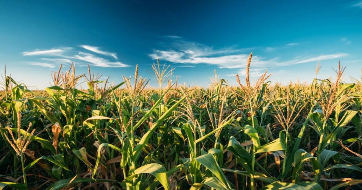 Blog conecta.ag | Milho verão já tem 47% de área semeada no Rio Grande do Sul