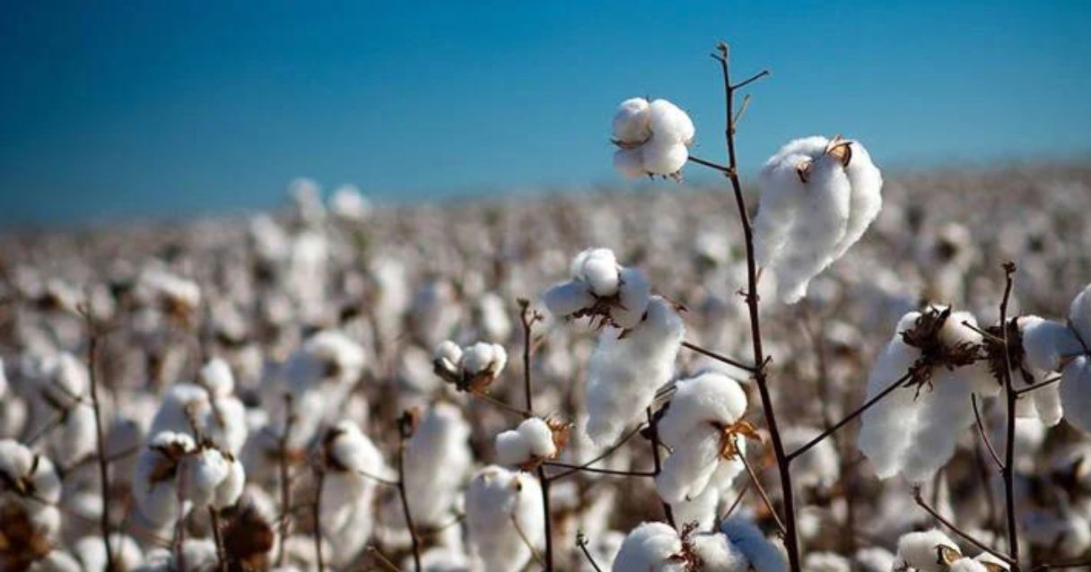 Blog conecta.ag | Produção responsável de algodão em fazenda brasileira