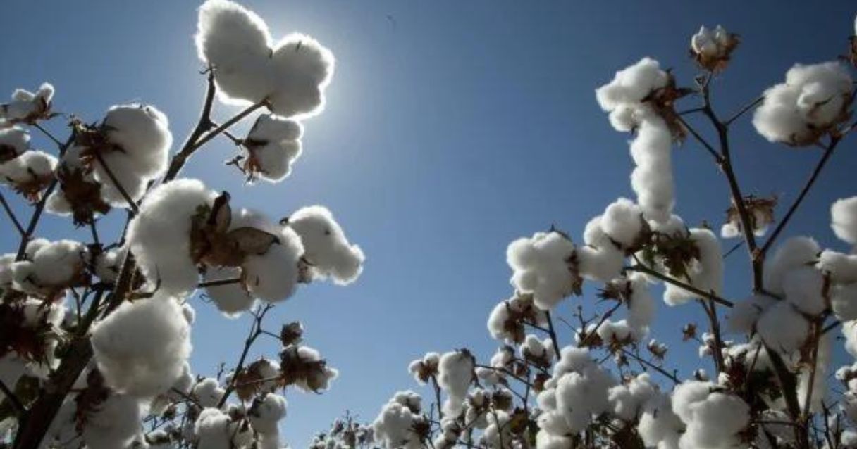 Blog Conecta.ag | Uso da inteligência artificial no controle da principal praga do algodão