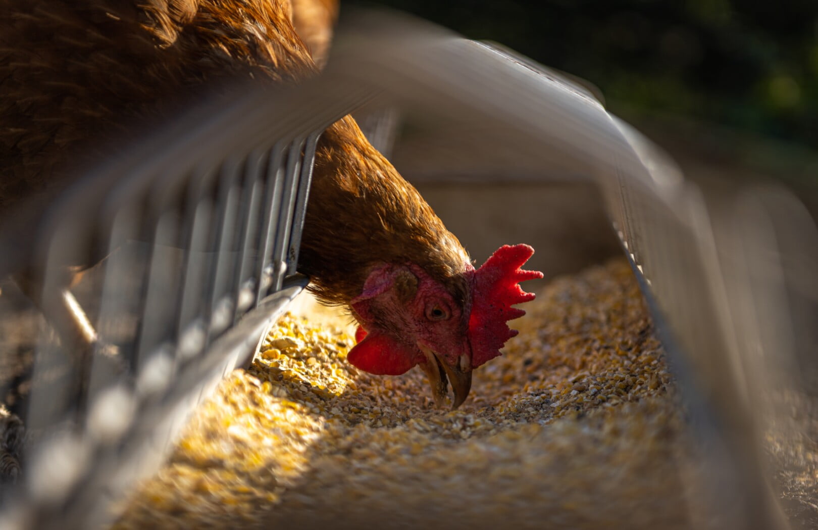 Blog conecta.ag | Gripe aviária altamente patogênica chega às Américas
