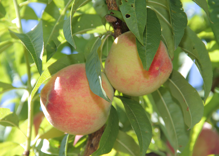 Práticas ESG Práticas ESG